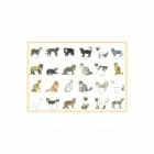 Dækkeserviet plast Katter af Hjelm Förlag