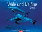 Wale und Delfine - Whales and Dolphins 2016