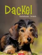 Dackel - Dachshunds - Teckels 2016