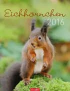 Eichhörnchen - Squirrels 2016