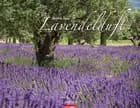 Lavendelduft - Lavender 2017