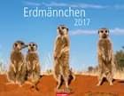 Erdmännchen - Meerkats 2017