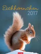 Eichhörnchen - Squirrels 2017
