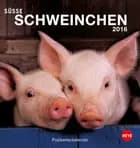 Süße Schweinchen Postkartenkalender