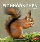 Eichhörnchen Postkartenkalender 2016