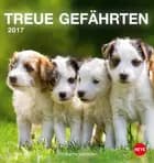 Hunde Postkortkalender 2017