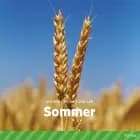 Sommer