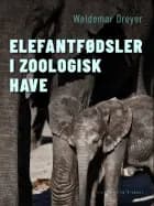 Elefantfødsler i Zoologisk Have af Waldemar Dreyer