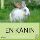 En kanin