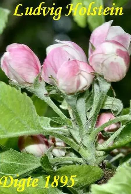 Digte 1895 af Ludvig Holstein