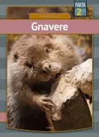 Gnavere