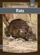 Rats