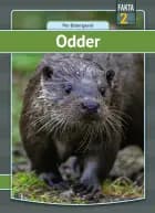 Odder