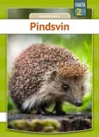 Pindsvin