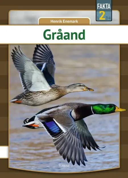 Gråand af Henrik Enemark