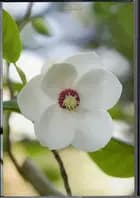 Blomsterkort - Magnolier og andre motiver fra forårshaven