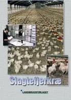 Slagtefjerkræ
