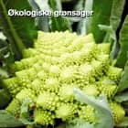 Økologiske grønsager