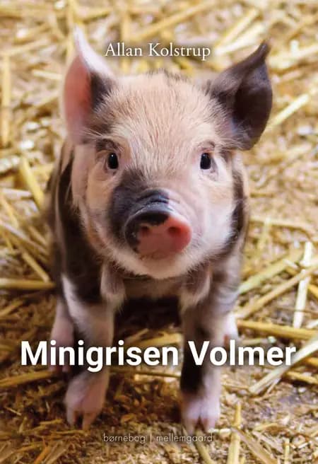 Minigrisen Volmer af Allan Kolstrup