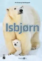 Isbjørn