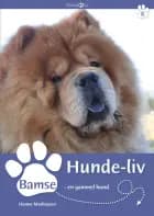 Bamse - en gammel hund