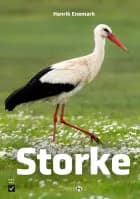 Storke