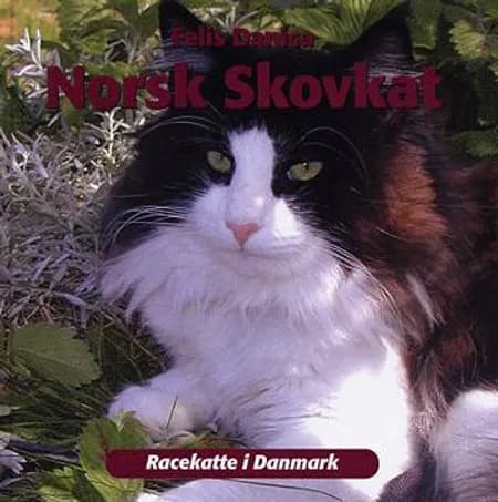 Norsk skovkat af Felis Danica