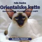 Orientalske katte