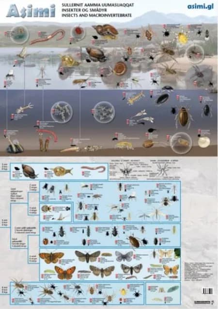 Insekter og smådyr af Jørgen Steen