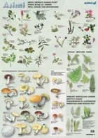 Træer, buske og svampe af Jørgen Steen