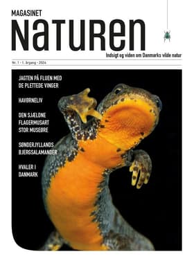 Magasinet Naturen Nr. 1 - 2024 af Morten Top