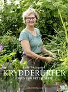 Krydderurter