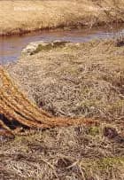 River-and-I: A multispecies story of loss and love on the brink af Elin Sundström