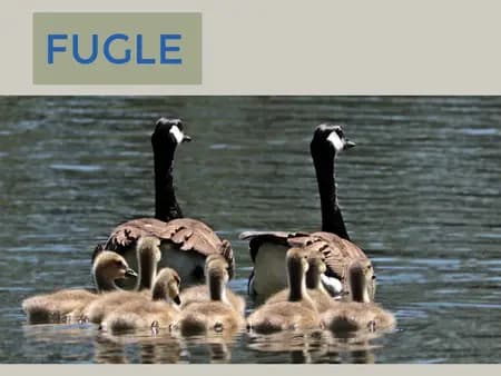 Fugle af Hanne Guldberg Mikkelsen