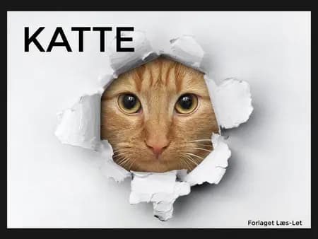 Katte af Hanne Guldberg Mikkelsen