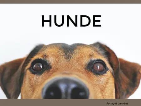 Hunde af Hanne Guldberg Mikkelsen