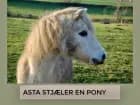 Asta stjæler en pony