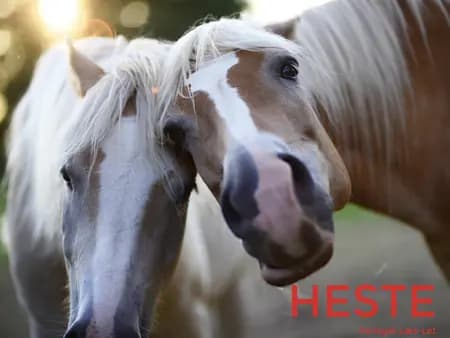 Heste af Hanne Guldberg Mikkelsen
