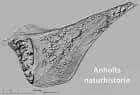 Anholts naturhistorie