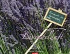 Lavendelduft - Lavender 2016