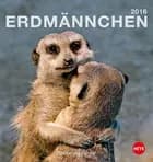 Erdmännchen Postkartenkalender 2016