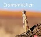 Bildkalender Erdmännchen 2017