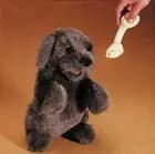 Hund hånddukke