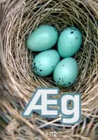 Æg